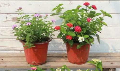 梁芸菲近日爆料新闻内容,最新爆料引发热议” 第3张 梁芸菲近日爆料新闻内容,最新爆料引发热议” 第3张